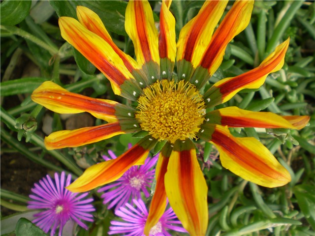 gazanija